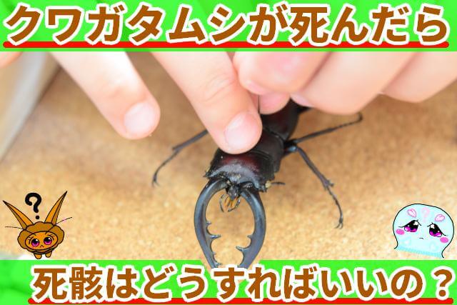 クワガタムシ 死んだらどうする