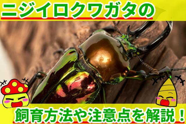ニジイロクワガタ 飼育方法