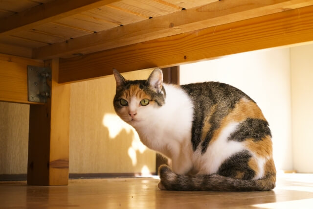 三毛猫 ネコ