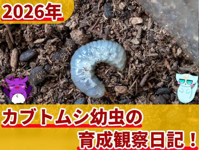 2026年 カブトムシの幼虫 育成観察日記