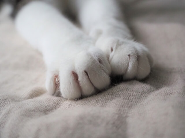 ネコ ふみふみ