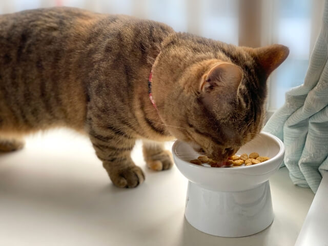 ネコ マンチカン 食事