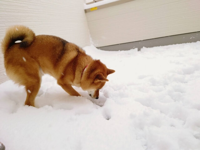 柴犬 イヌ 穴掘り