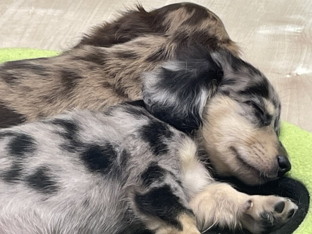 ミニチュアダックスフント 子犬 イヌ