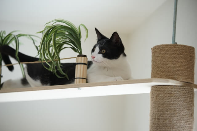ネコ キャットタワー