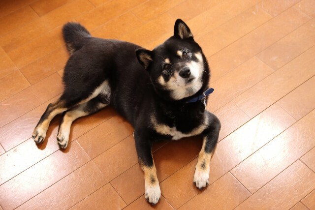 柴犬 イヌ 首をかしげる