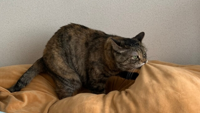 ネコ ふみふみ