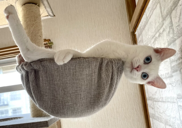 ネコ ハンモック キャットタワー