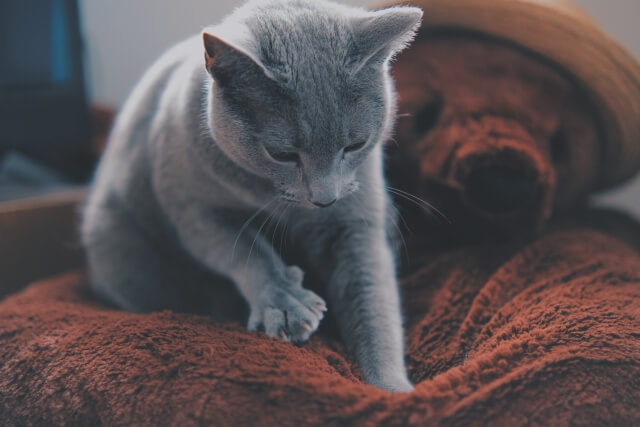 ネコ ふみふみ