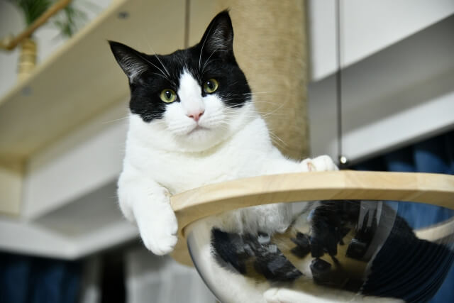 ネコ キャットタワー