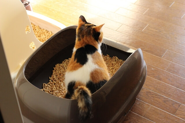 ネコ 三毛猫 トイレ