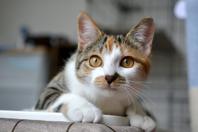 三毛猫 ネコ