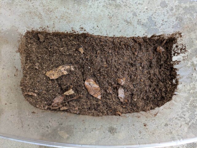飼育ケース カブトムシ