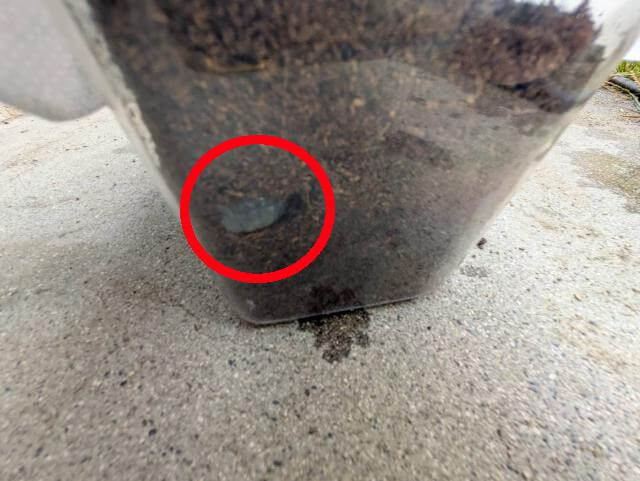 カブトムシ 幼虫