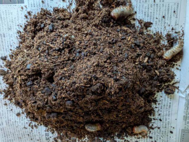 カブトムシ 幼虫