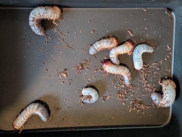 カブトムシ 幼虫