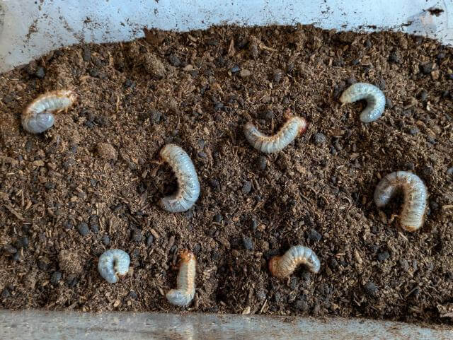 カブトムシ 幼虫