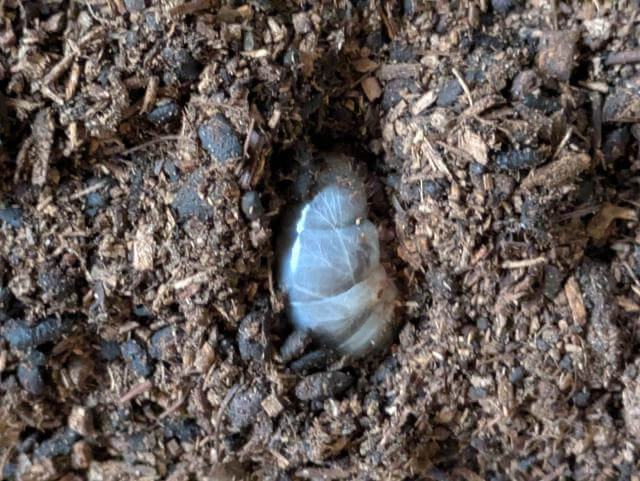 カブトムシ 幼虫