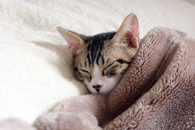 ネコ 睡眠