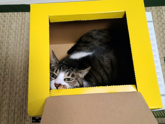 ネコ ダンボール