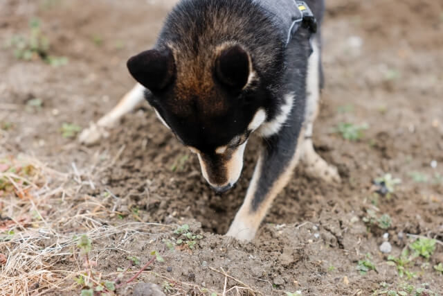 黒柴 穴掘り