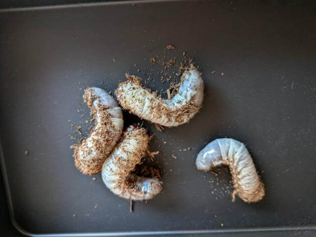 カブトムシの幼虫