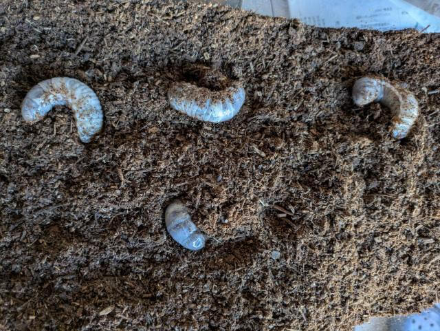 カブトムシ 幼虫