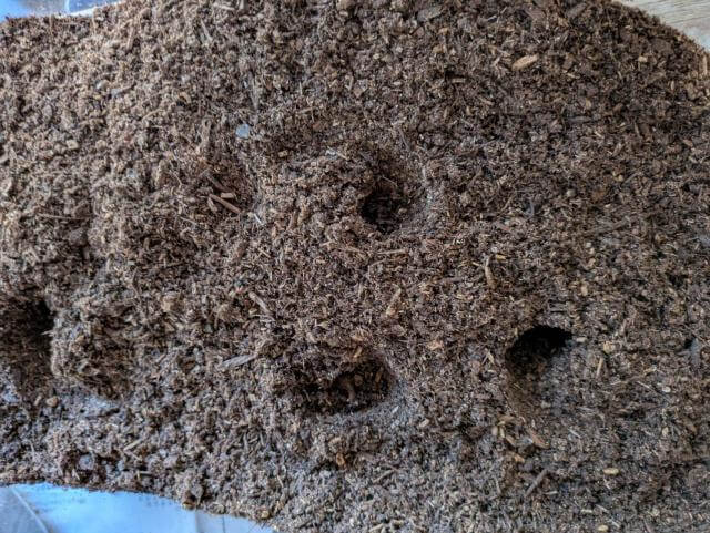昆虫マット