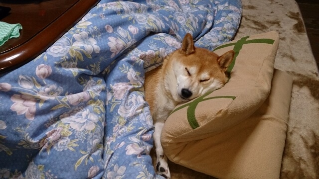 柴犬 イヌ 睡眠