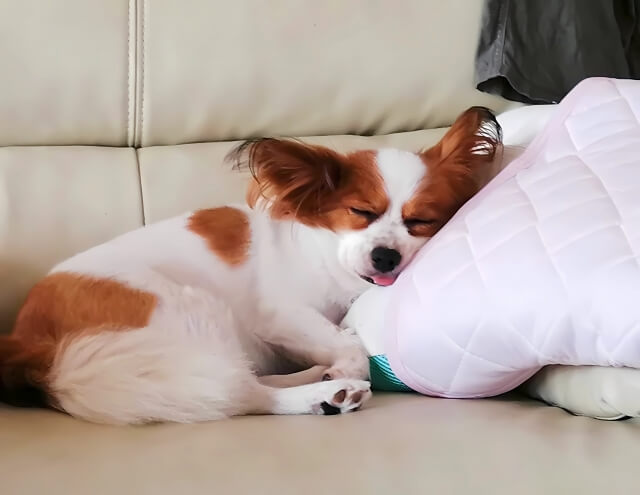 パピヨン 睡眠 イヌ