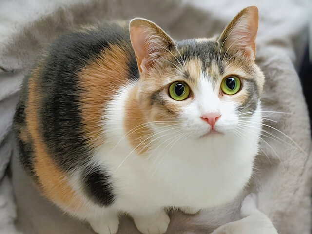 三毛猫 ネコ