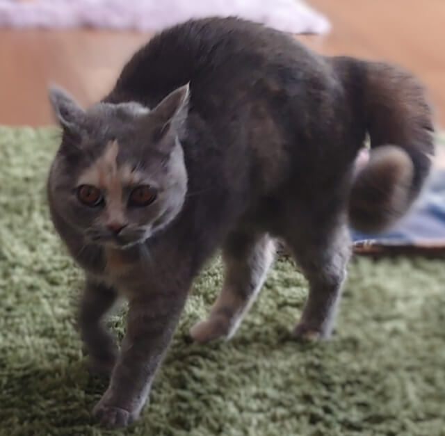 やんのかステップ ネコ
