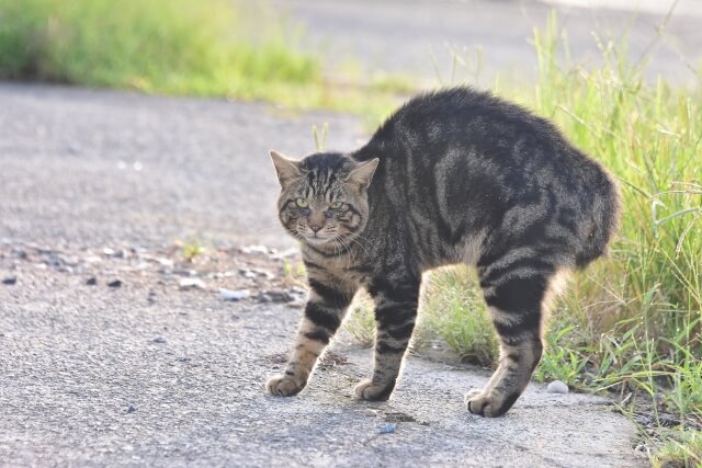 ネコ やんのかステップ 威嚇 
