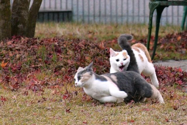 ネコ