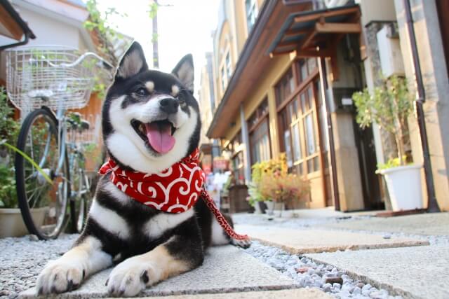 柴犬 イヌ