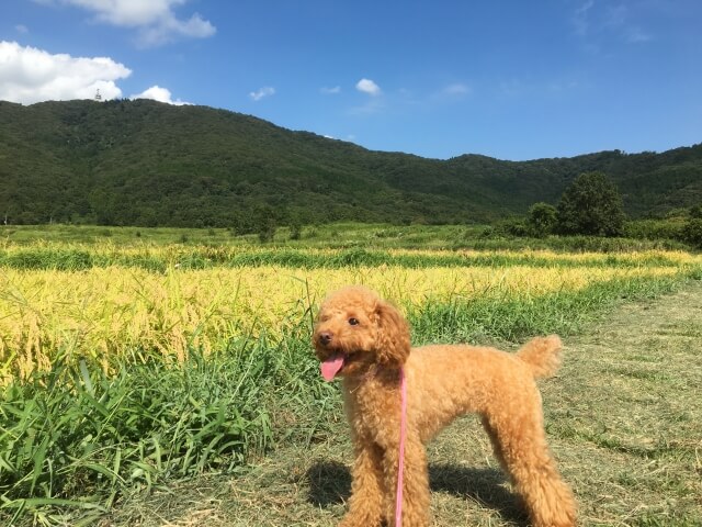 トイプードル イヌ 散歩