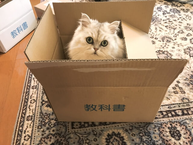 ネコ　ダンボール