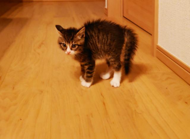 ネコ やんのかステップ 威嚇 子猫
