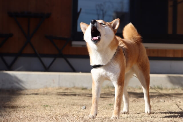 柴犬 イヌ 遠吠え
