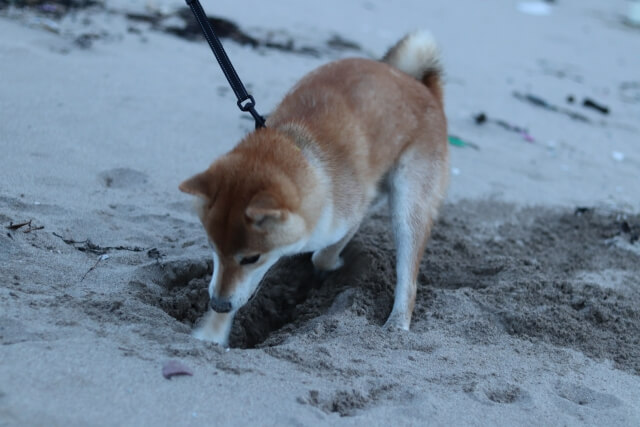 柴犬 イヌ 穴掘り