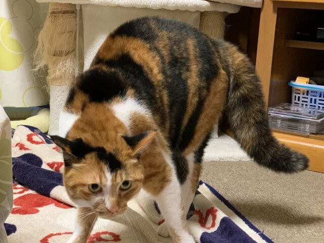 ネコ やんのかステップ 威嚇 