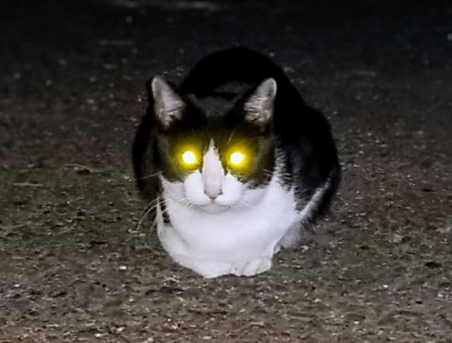 ネコ　目の反射　タペタム