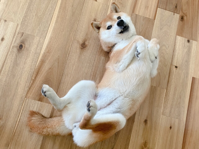 柴犬 イヌ へそ天