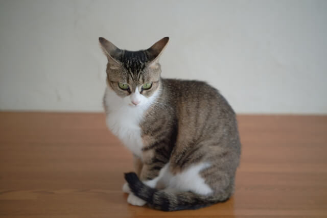 ネコ イカ耳