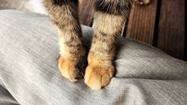 ネコ ふみふみ