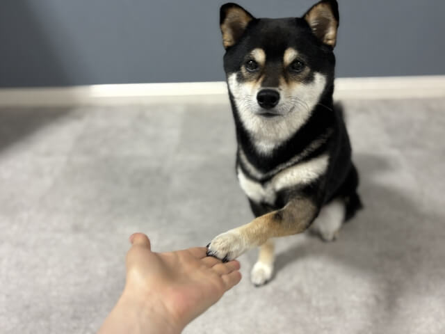 黒柴 柴犬 イヌ お手