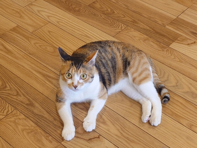 三毛猫 ネコ