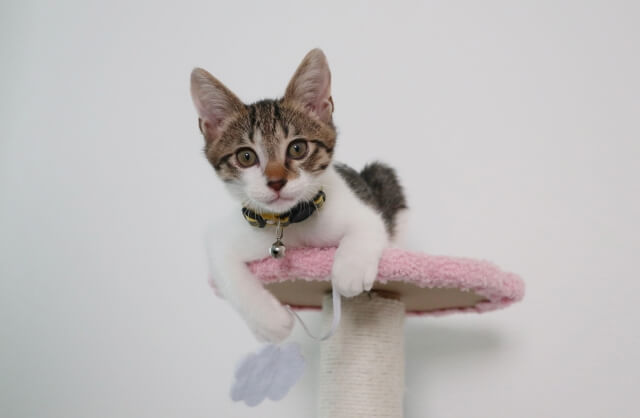 子ネコ キャットタワー
