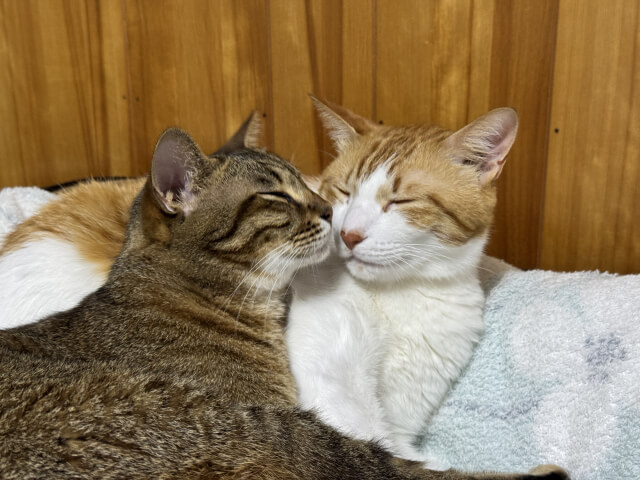 ネコ