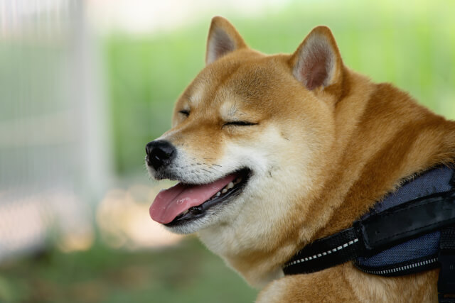 柴犬 イヌ